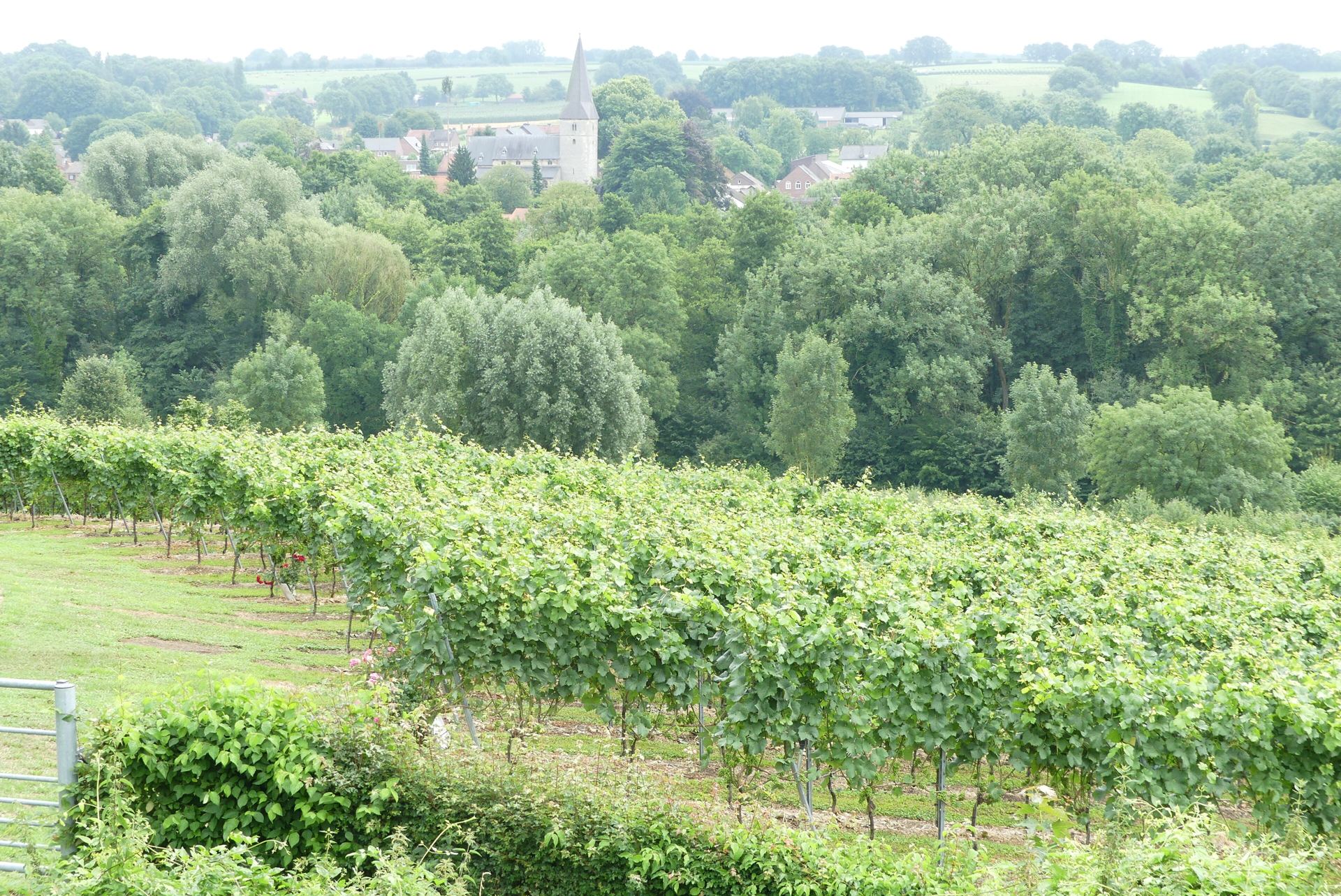 Wijngaard bij Noorbeek